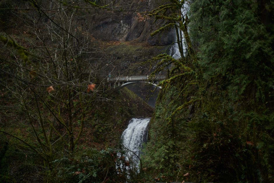 A lush, green woodland scene featuring a forested hillside with moss-covered trees and shrubs. In the center, a man-made bridge with white railings spans across a deep gorge, partially obscured by ove