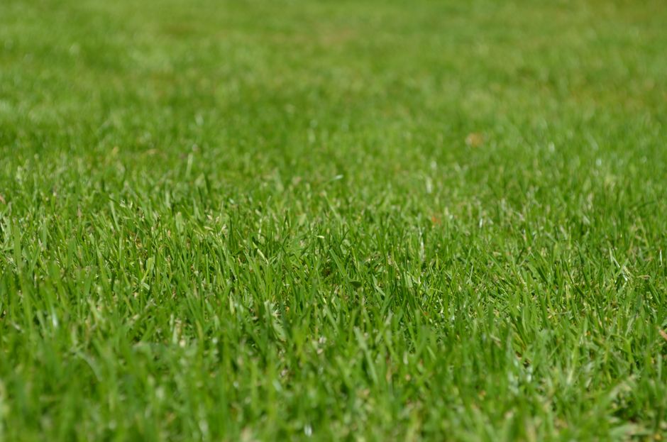 A close-up view of a well-maintained, lush green lawn with evenly cut grass blades featuring a rich texture. In the background, there are garden beds with a mix of soil and mulch, bordered by neatly t