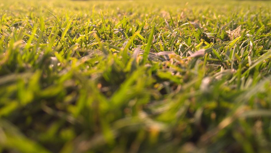 A close-up view of a well-maintained, lush green lawn with evenly cut grass blades featuring a rich texture. In the background, there are garden beds with a mix of soil and mulch, bordered by neatly t